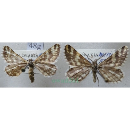 Narraga fasciolaria (Hufnagel, 1767) pair Witalnik byliczak Slovakia48g
